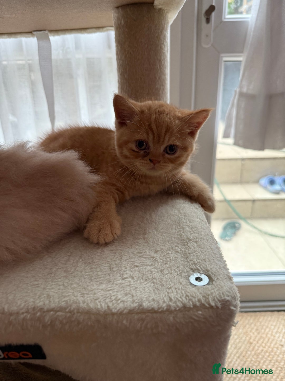 British Shorthair cats for sale: TICA REG BRITISH SHORTHAIR & LONGHAIR KITTENS - Image 9