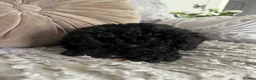 Toy Poodle dogs for sale: Beautiful black toy poodle puppy - Advert 6