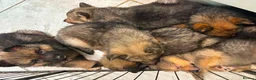 Mixed Breed dogs for sale: Shollie Pups - Advert 10