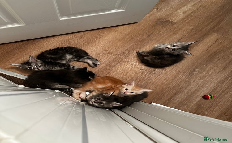 Maine Coon cats - Advert 6