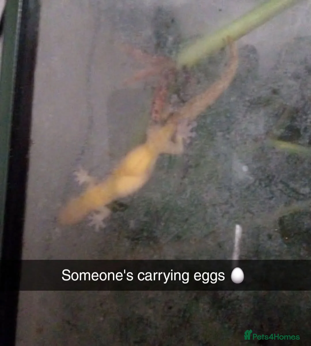 Gecko reptiles for sale: Mourning geckos. - Advert 21