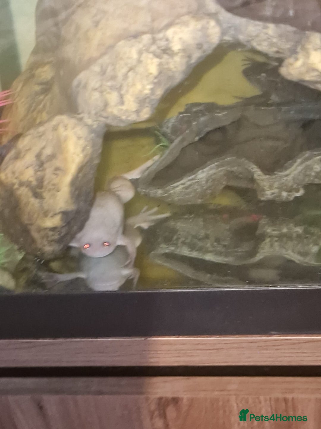 Frog reptiles for sale: African claw frogs - Image 3