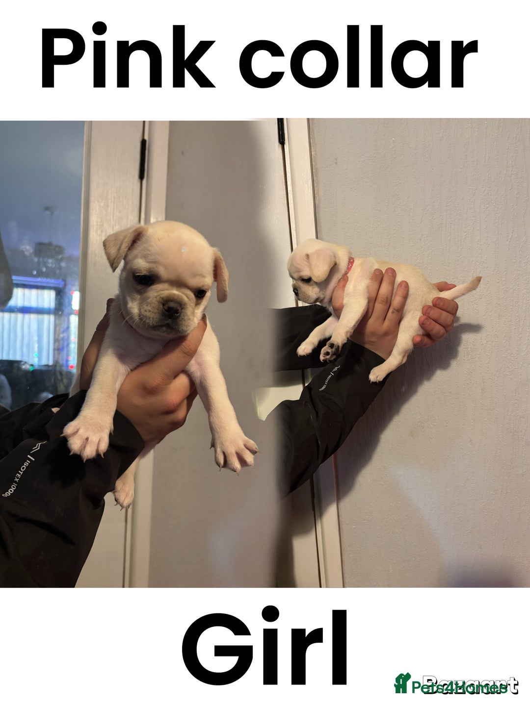 Frug dogs for sale: Frug Puppies For sale - Advert 4