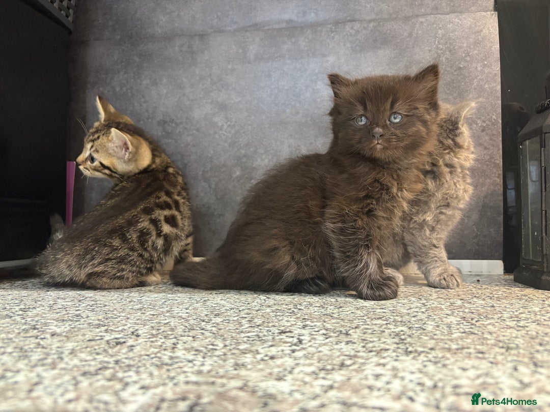 Mixed Breed cats for sale: Ragdoll cross British long hair kittens  - Image 10