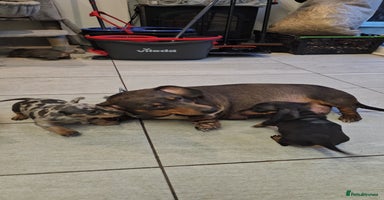 Miniature Dachshund dogs - Advert 3