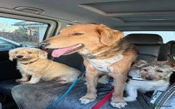 Mixed Breed dogs for adoption: Sweet Nathan Is looking for Love  - Image 23