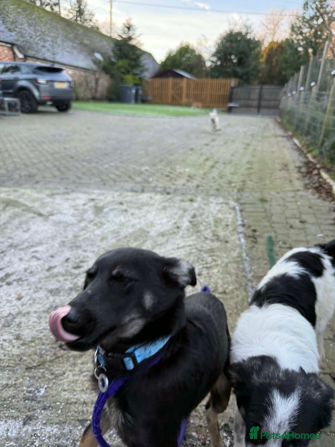 Mixed Breed dogs for adoption: Charlotte - Marleborough Wiltshire  - Advert 4