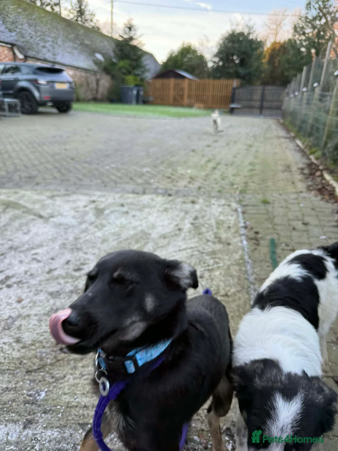 Mixed Breed dogs for adoption: Charlotte - Marleborough Wiltshire  - Advert 4