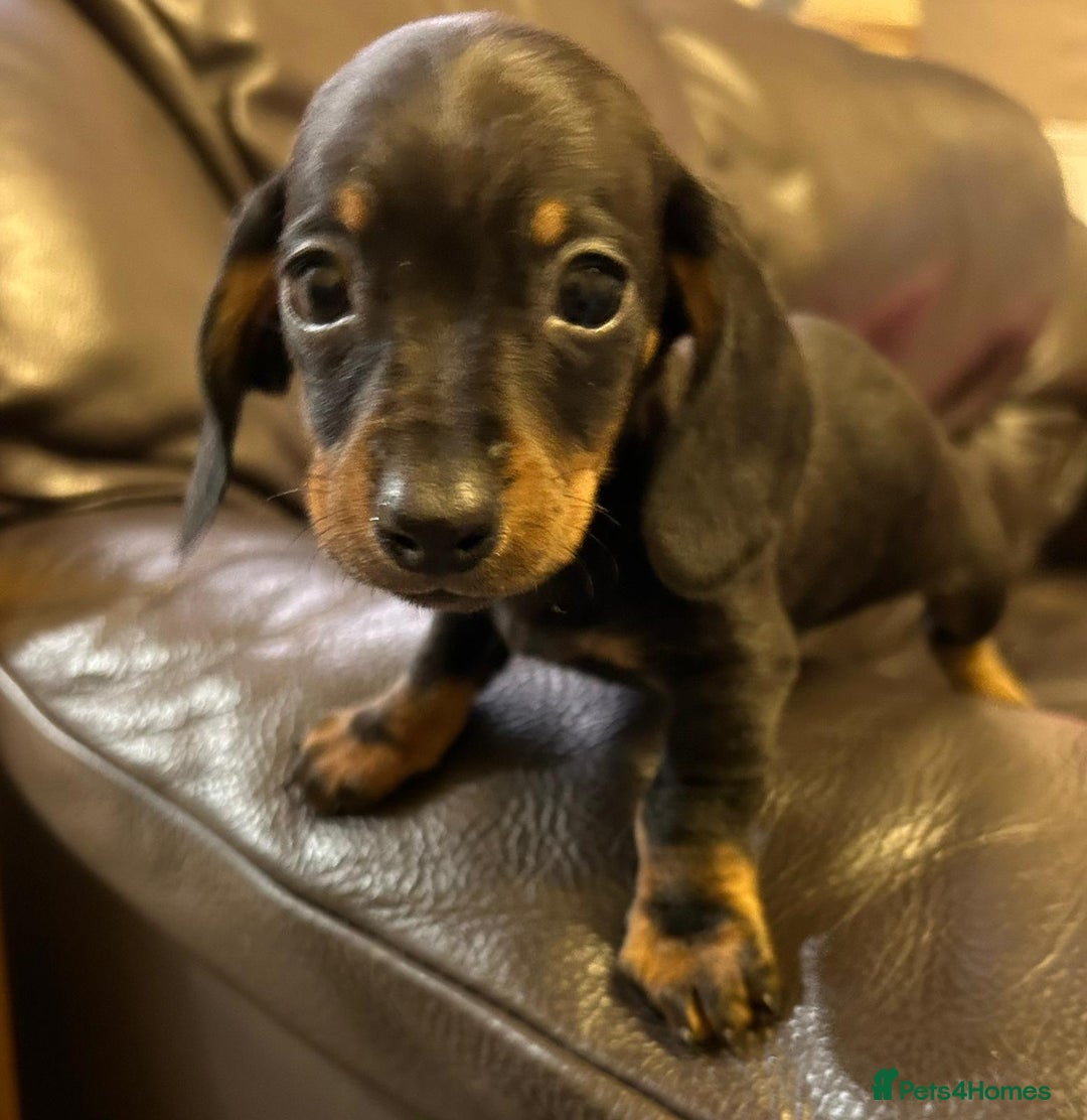 Dachshund dogs for sale: Burnley - Advert 6