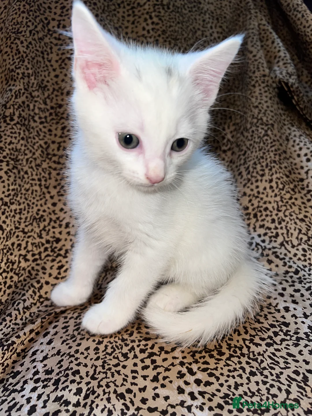 Turkish Angora cats for sale: Turkish Angola white kittens  - Advert 4