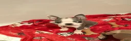 Boston Terrier dogs for sale: Boston Terrier  - Advert 4
