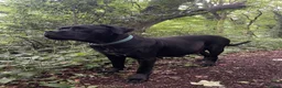 Cane Corso dogs for sale: Outstanding ICCF Cane Corso Pups, Family-Guardians in Manchester - Advert 18