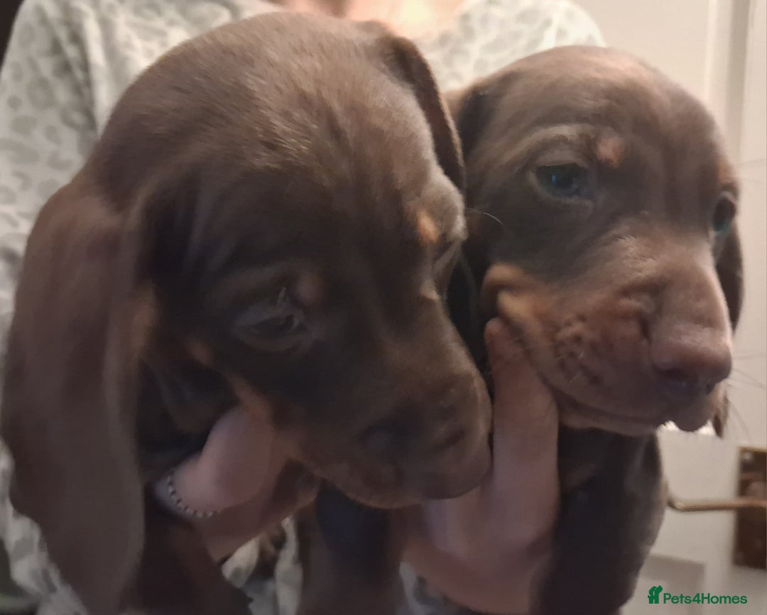 Dachshund dogs for sale: Mini dachshund for sale  - Advert 2