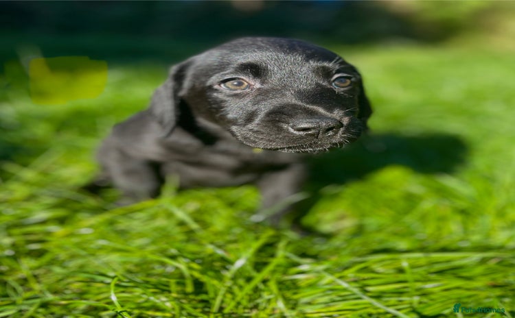 Labrador Retriever dogs - Advert 1