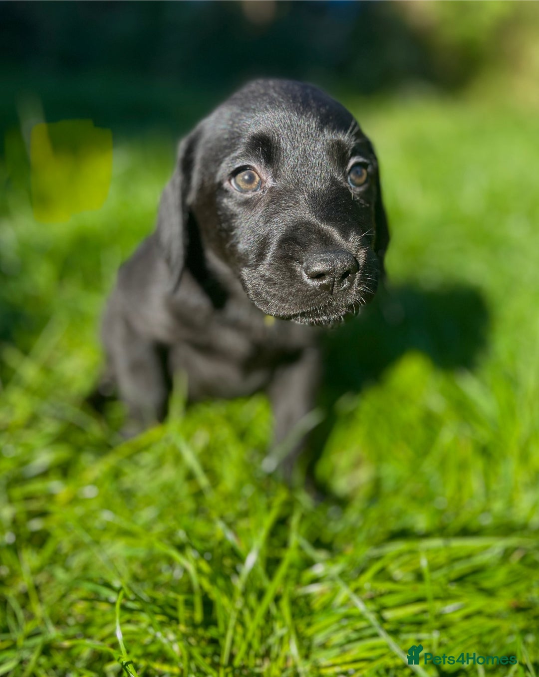Labrador Retriever dogs for sale: 3 Beautiful female Labradors ready to leave❤️ - Image 1