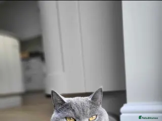 British Shorthair cats Beautiful British shorthair kitten - Advert 2