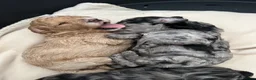 Shihpoo dogs for sale: Stunning Shihpoo FB1 Puppies in Wickford - Advert 9