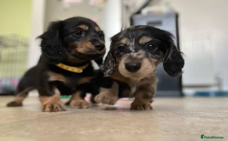 Miniature Dachshund dogs - Advert 1