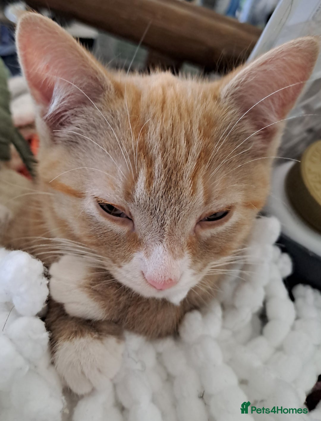 Mixed Breed cats for sale: 3 Stunning female kittens ready for their new home - Advert 9