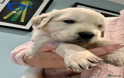 Golden Retriever dogs for sale: Stunning quality golden retriever puppies - Advert 13