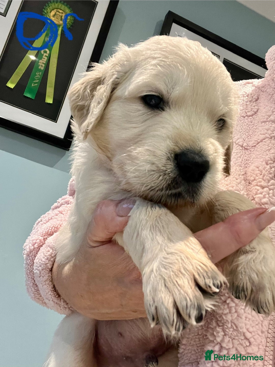 Golden Retriever dogs for sale: Stunning quality golden retriever puppies - Advert 13