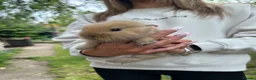 Mixed Breed rabbits for sale: Mixed gender rabbits - Advert 5