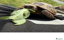 Hermann Tortoise reptiles for sale: Hermann tortoise - Image 2