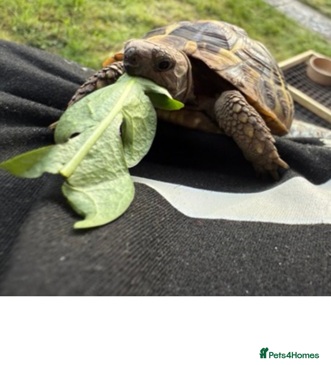 Hermann Tortoise reptiles for sale: Hermann tortoise - Image 2