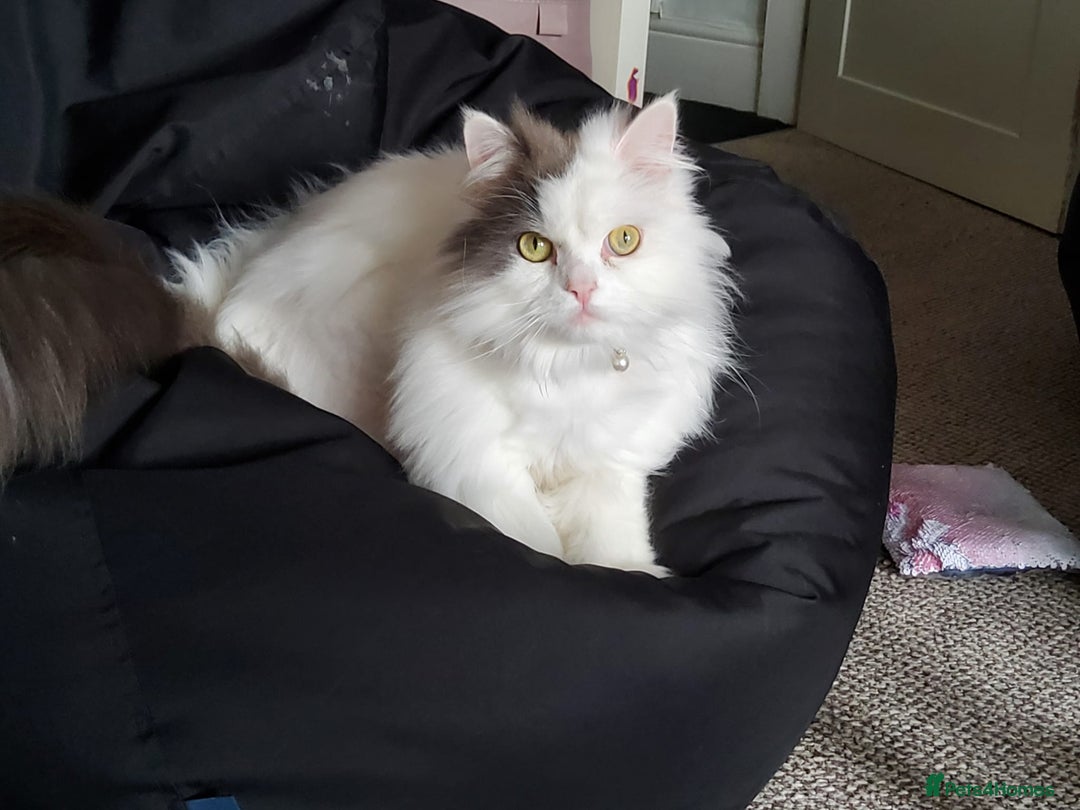 Ragdoll cats for sale: Gorgeous Ragdoll x Persian boy  - Image 5