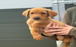 Labrador Retriever dogs for sale: Labrador pups looking for their forever home🏡  - Image 9