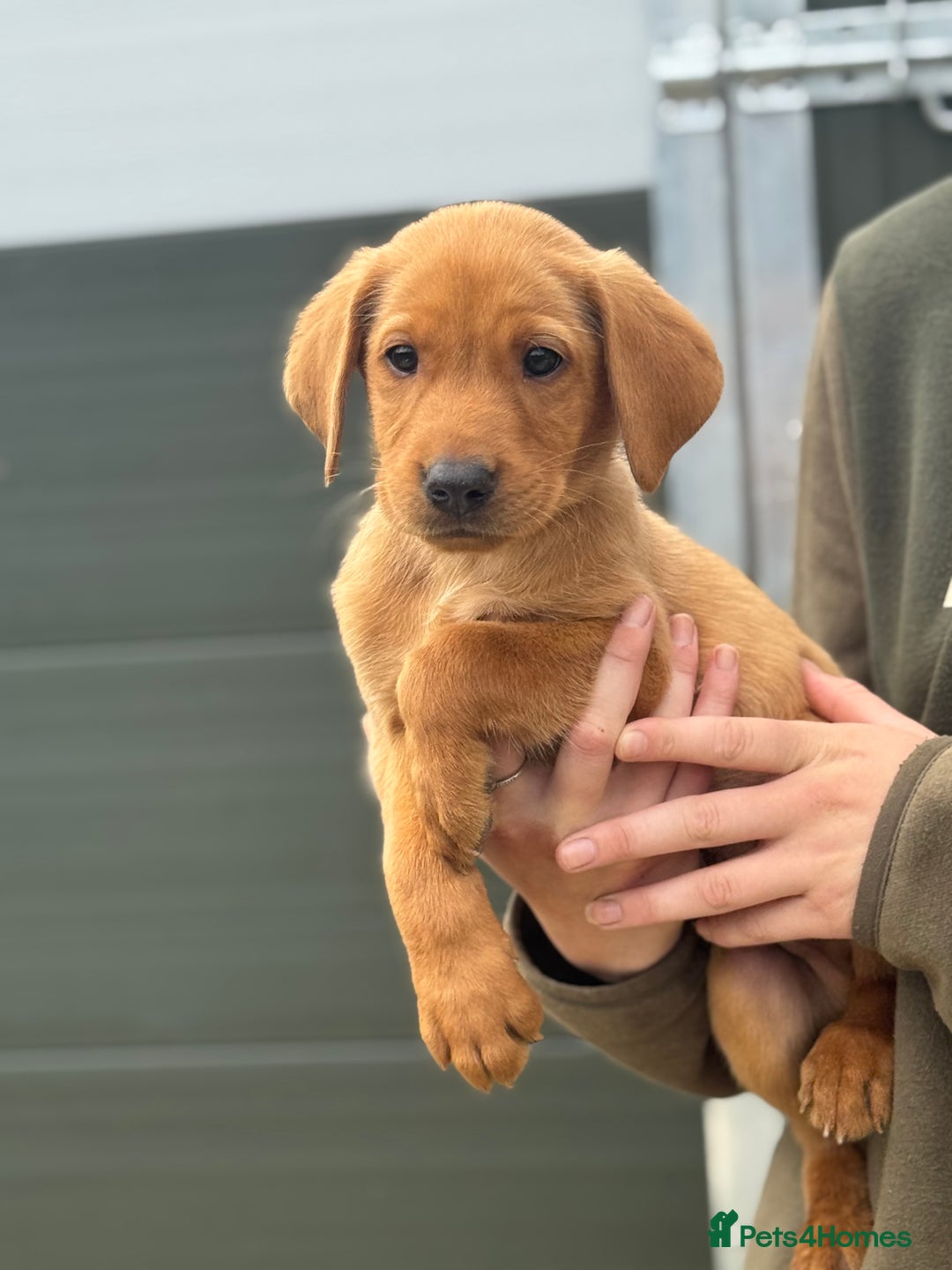 Labrador Retriever dogs for sale: Labrador pups looking for their forever home🏡  - Image 9