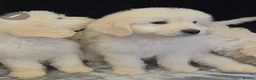 Goldendoodle dogs for sale: f1 goldendoodle puppies READY NOW  - Advert 9