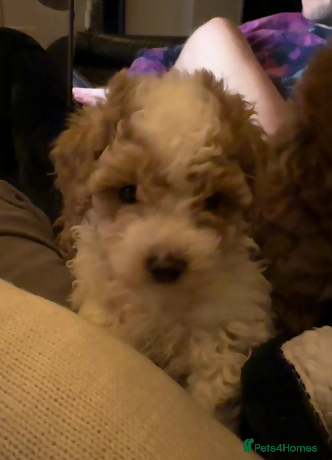 Cavapoo dogs for sale: Beautiful male Cavapoo Puppy  - Advert 4