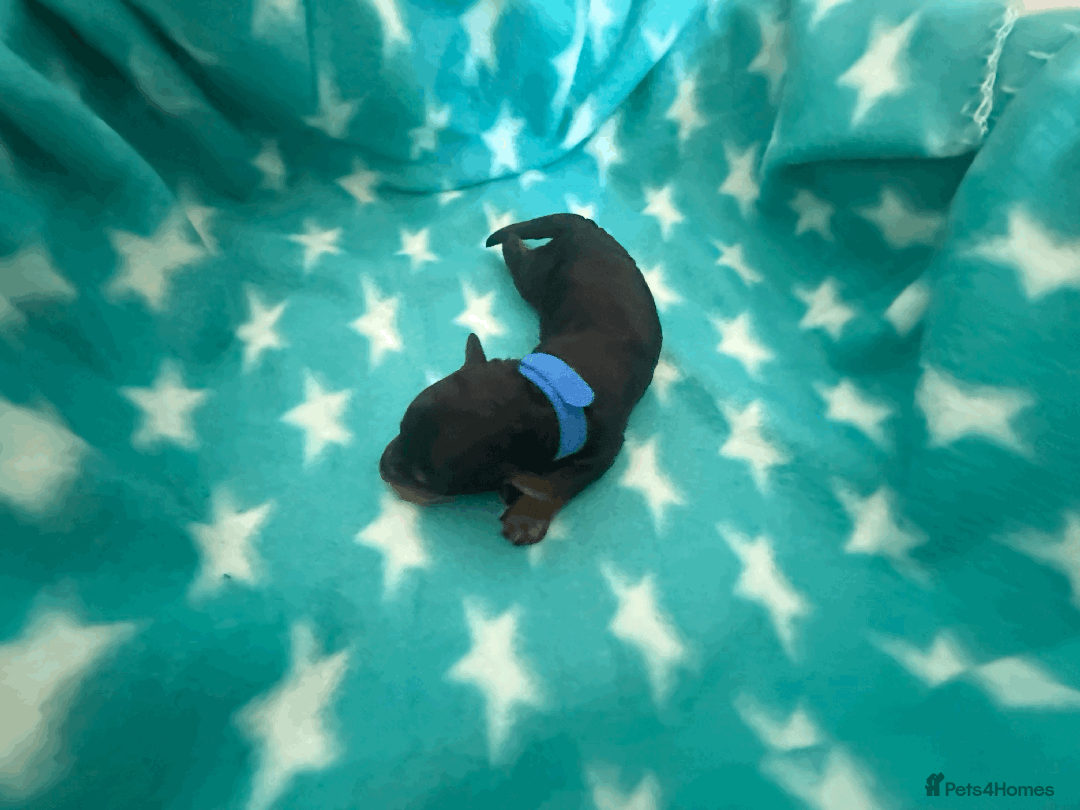 Labradoodle dogs for sale: Miniature Labradoodle F1BB Puppies - Image 4