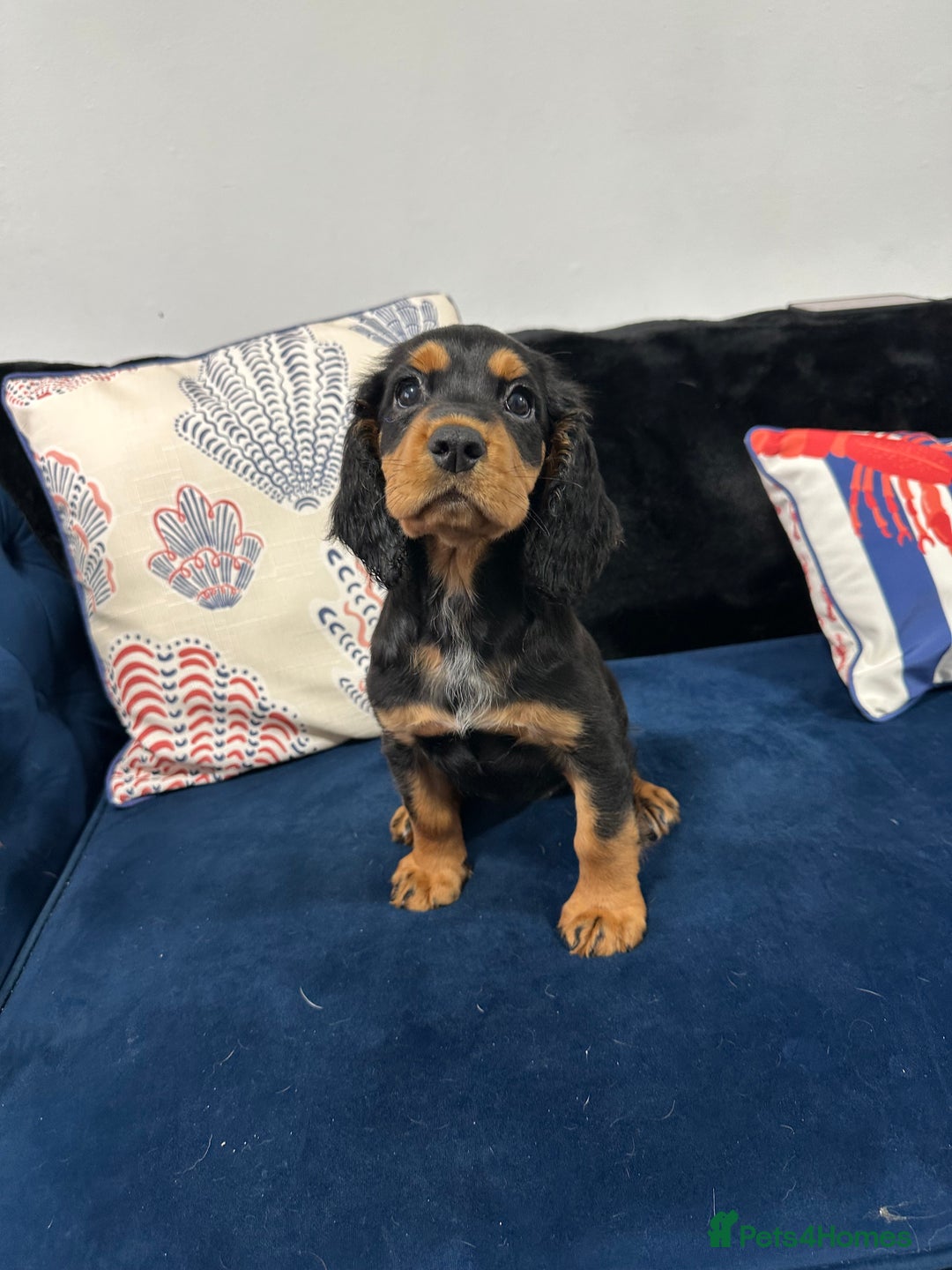 Cocker Spaniel dogs for sale: LAST BEAUTIFUL COCKER SPANIEL GIRL  - Image 1