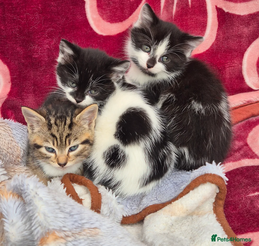 Mixed Breed cats for sale: 5 little kitten  - Advert 2