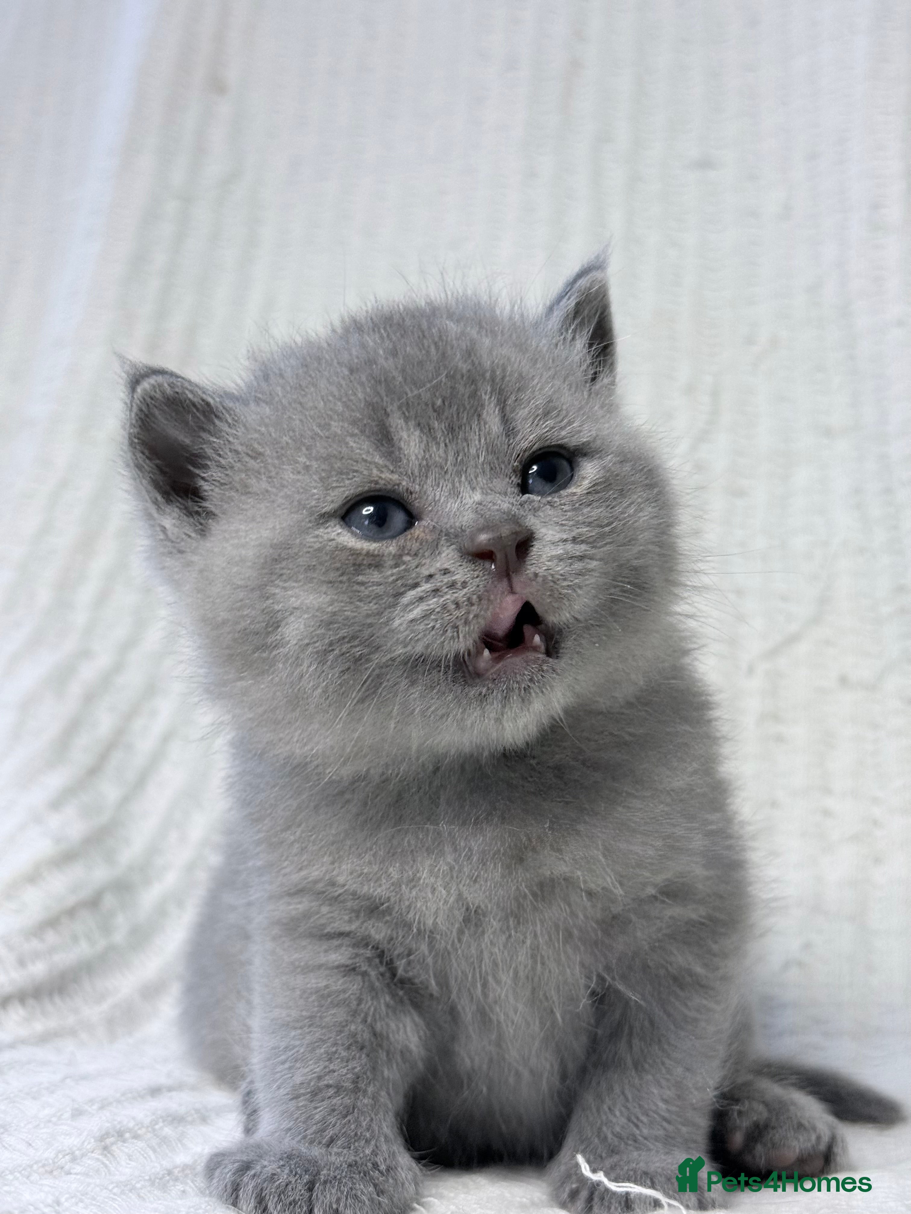 British Shorthair cats 100% PURE SILVER BLUE Pedigree Champions - Advert 2