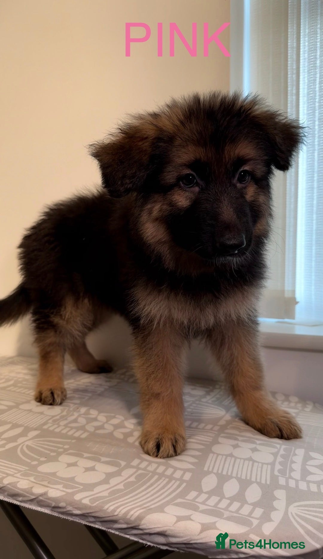 German Shepherd dogs for sale: *1 LEFT* RARE BLUE/BLACK KC REG GSD PUPS 💙 🐾 - Advert 8