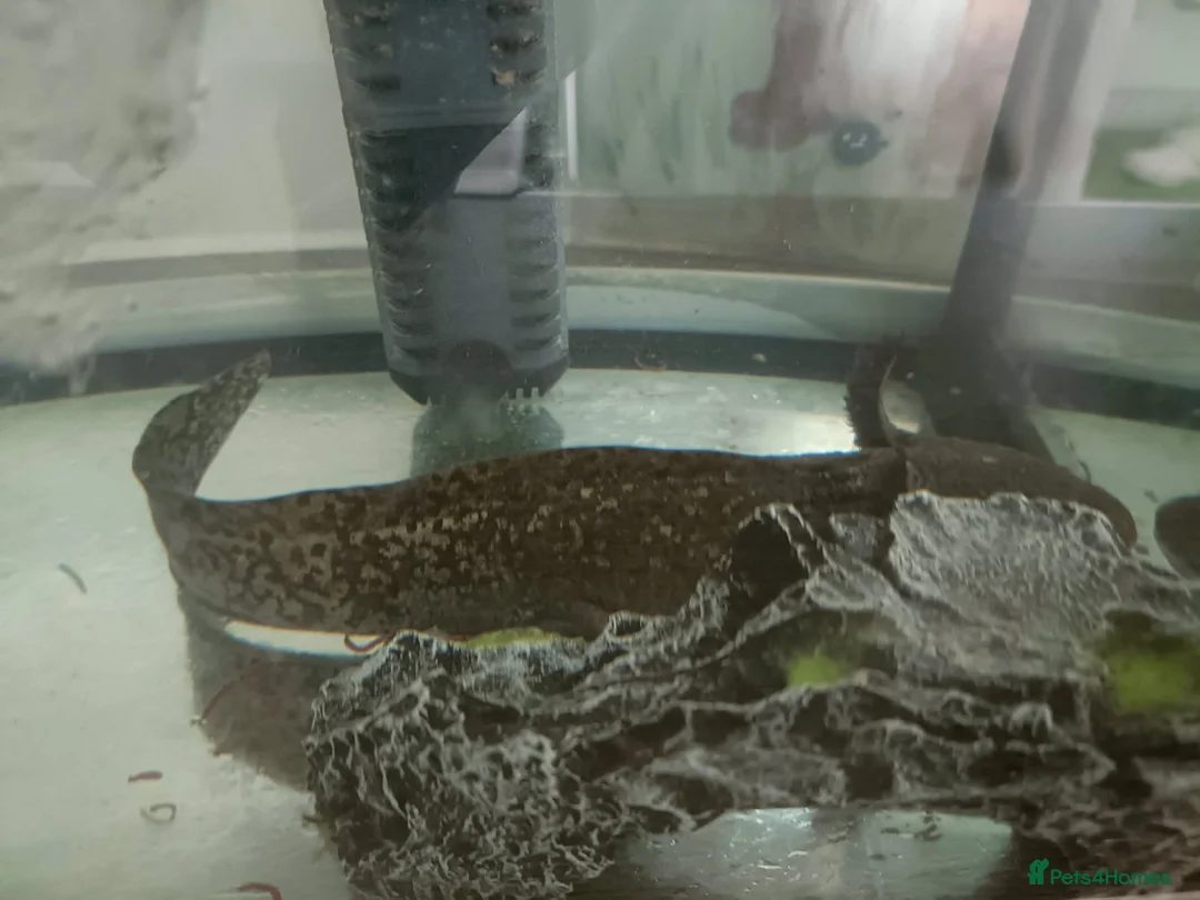 Axolotl reptiles for sale: Nosey Axolotl with tank - Advert 3