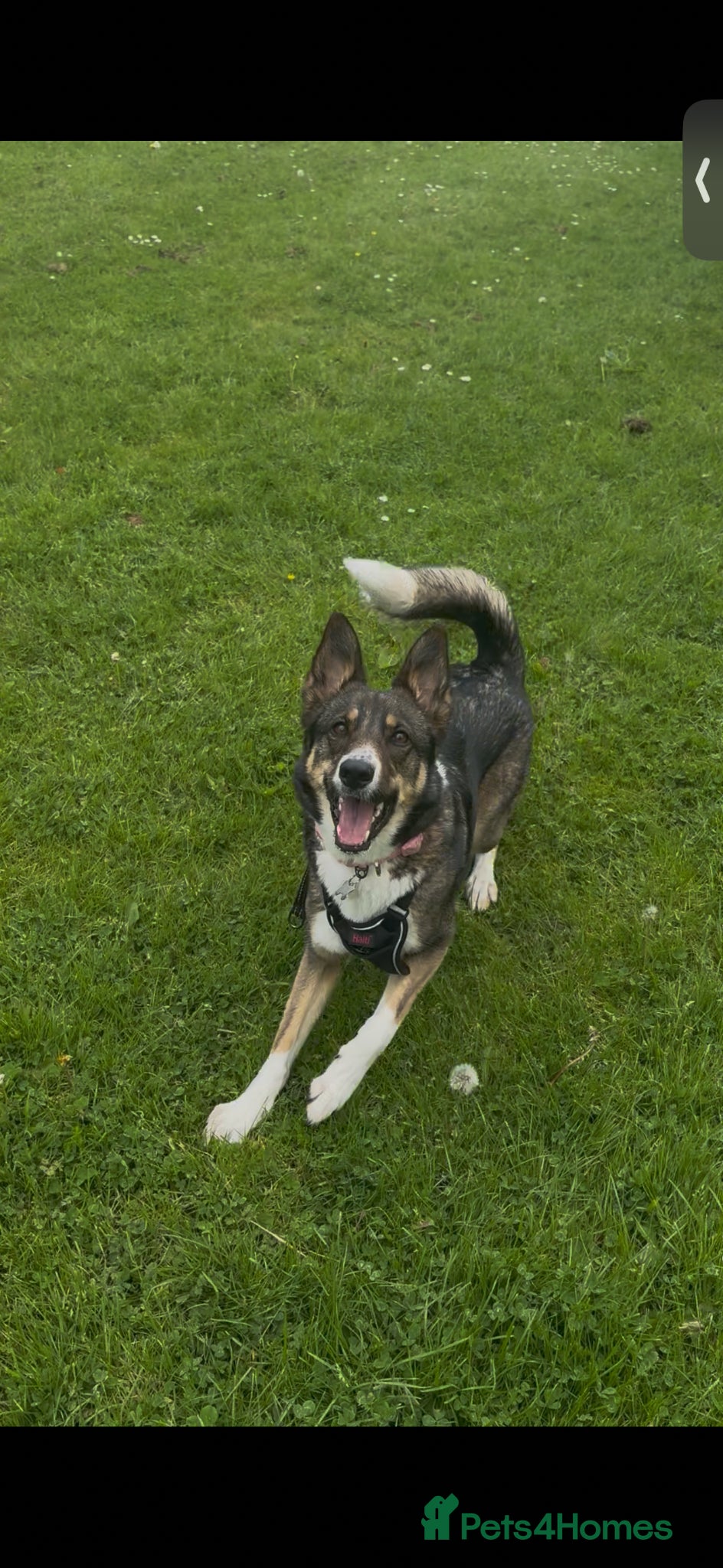 Mixed Breed dogs for sale: German shepherd Border collie cross - Advert 11