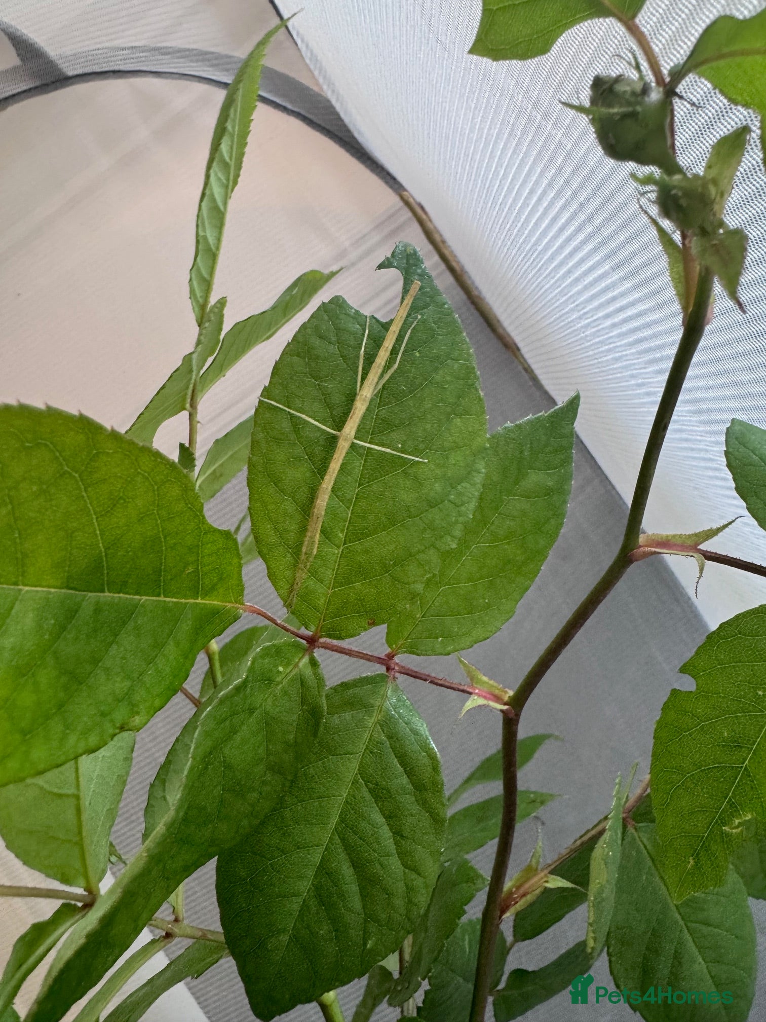 Stick Insects invertebrates for sale: Indian Stick Insects & Eggs for sale - Advert 2