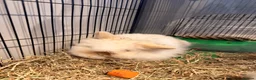 Mini Lion Lop rabbits for sale: 2x Double Maned Male Lion Lop Rabbits in Chichester - Advert 3