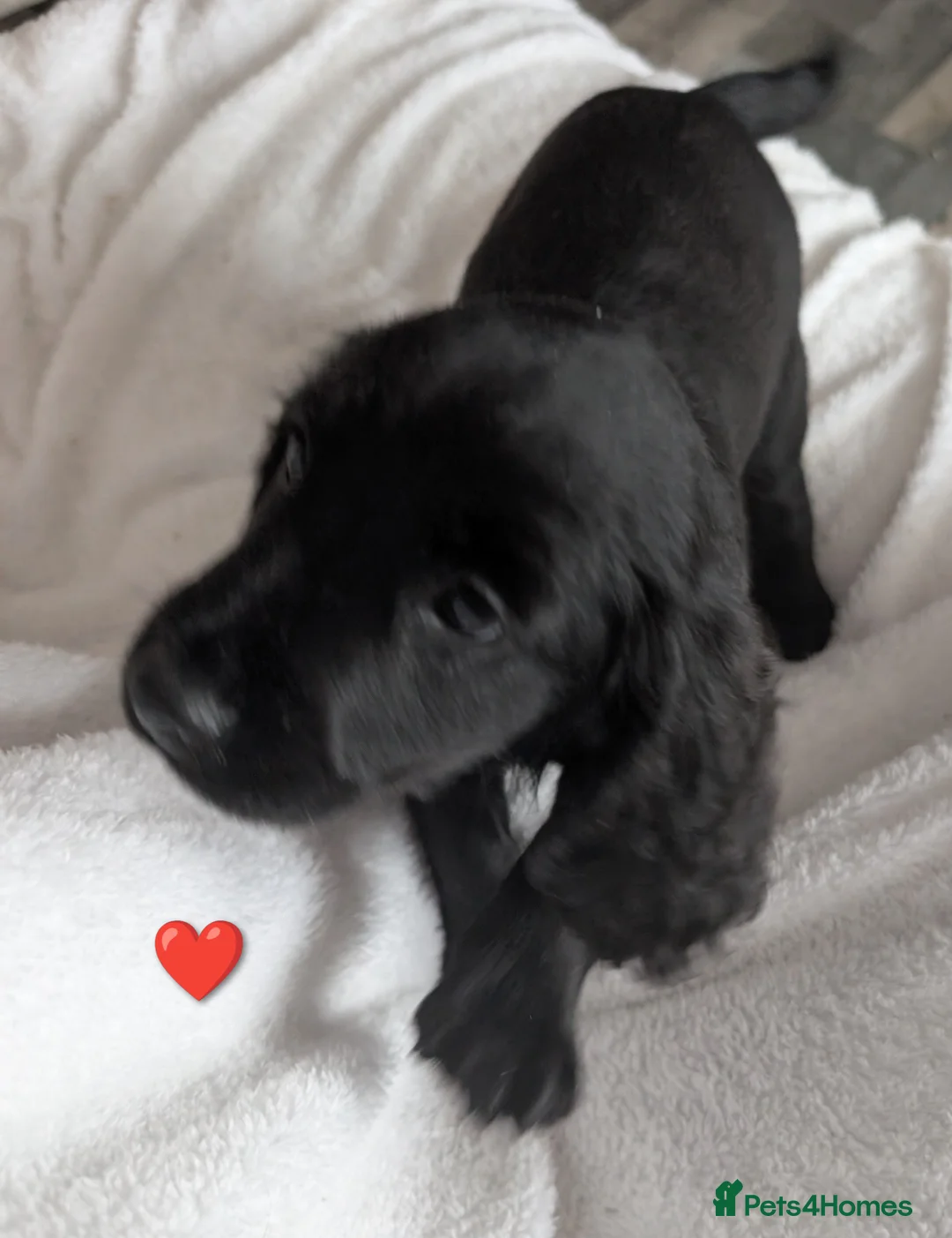 Cocker Spaniel dogs for sale: Cockerspaniel puppies ready soon! - Advert 18