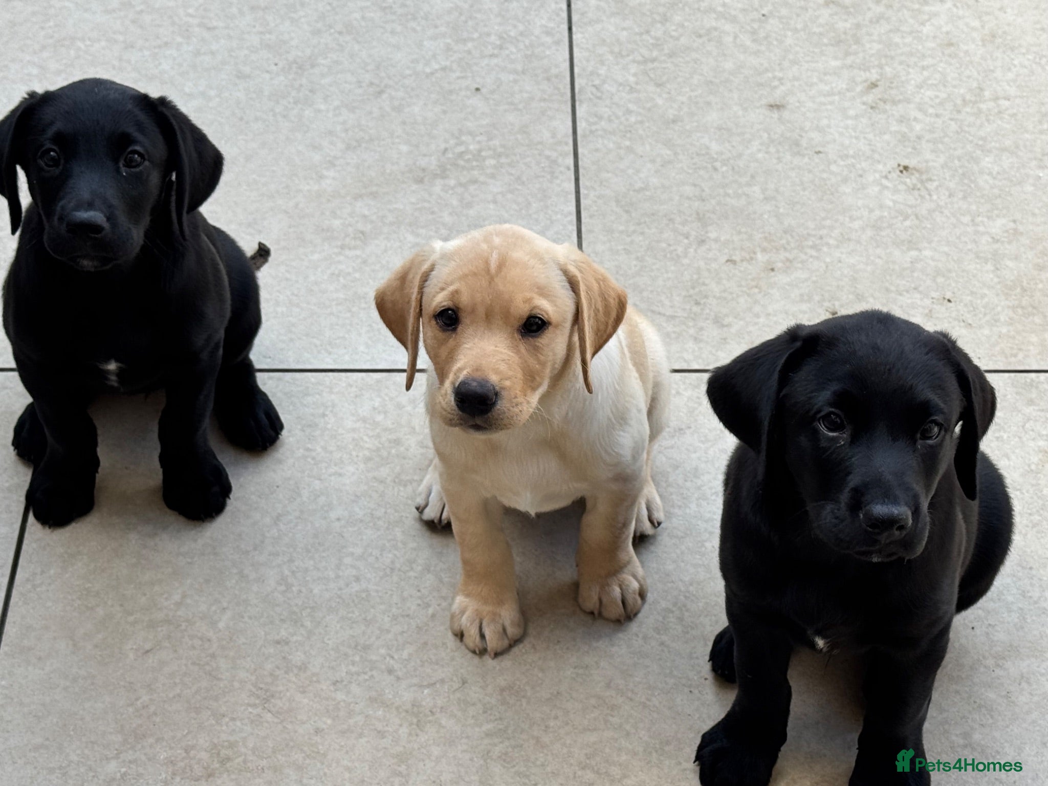 Labrador Retriever dogs Ready to leave KC black labradors  - Advert 1