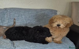 Mixed Breed dogs for sale: Miniature.Poodle  - Image 4