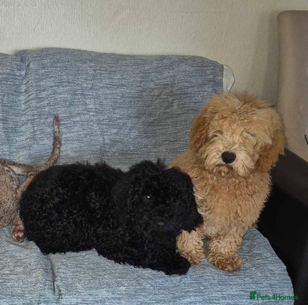 Mixed Breed dogs for sale: Miniature.Poodle  - Image 4
