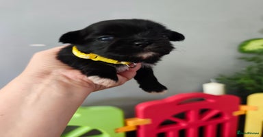 Shih Tzu dogs - Advert 10