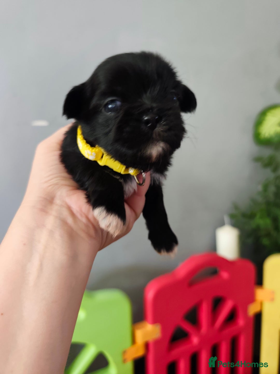 Shih Tzu dogs for sale: Shih Tzu puppies  - Image 2