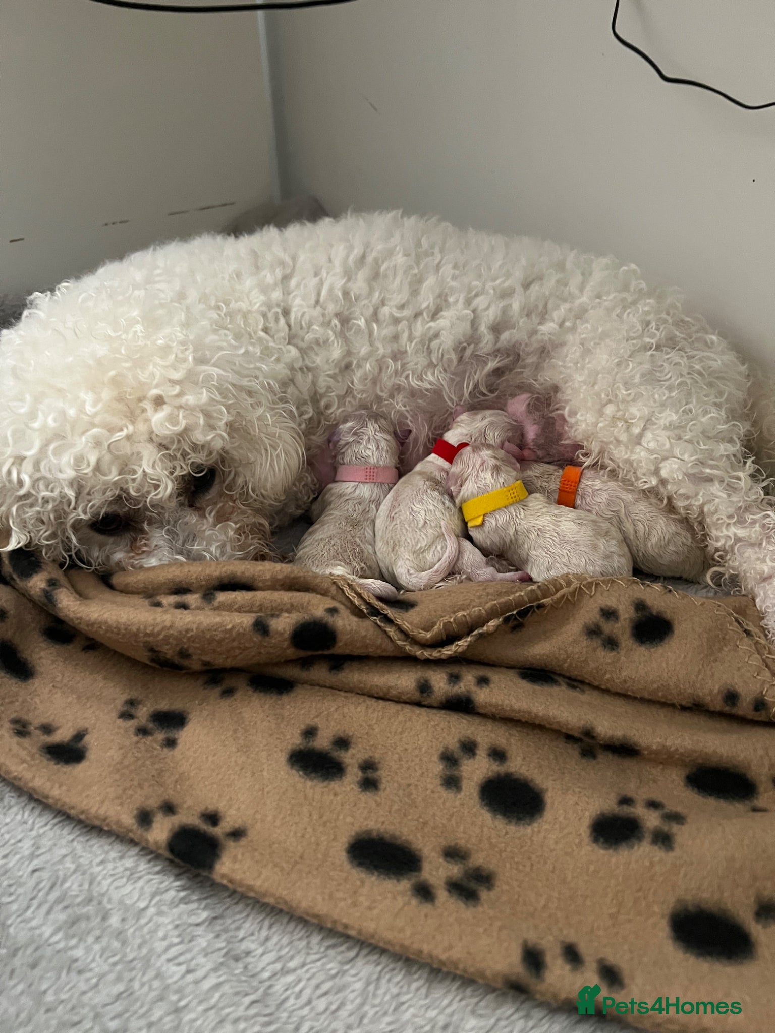 Bichon Frise dogs 🐶 Pure Bichon Frise Puppies for Sale 🐶 - Advert 2