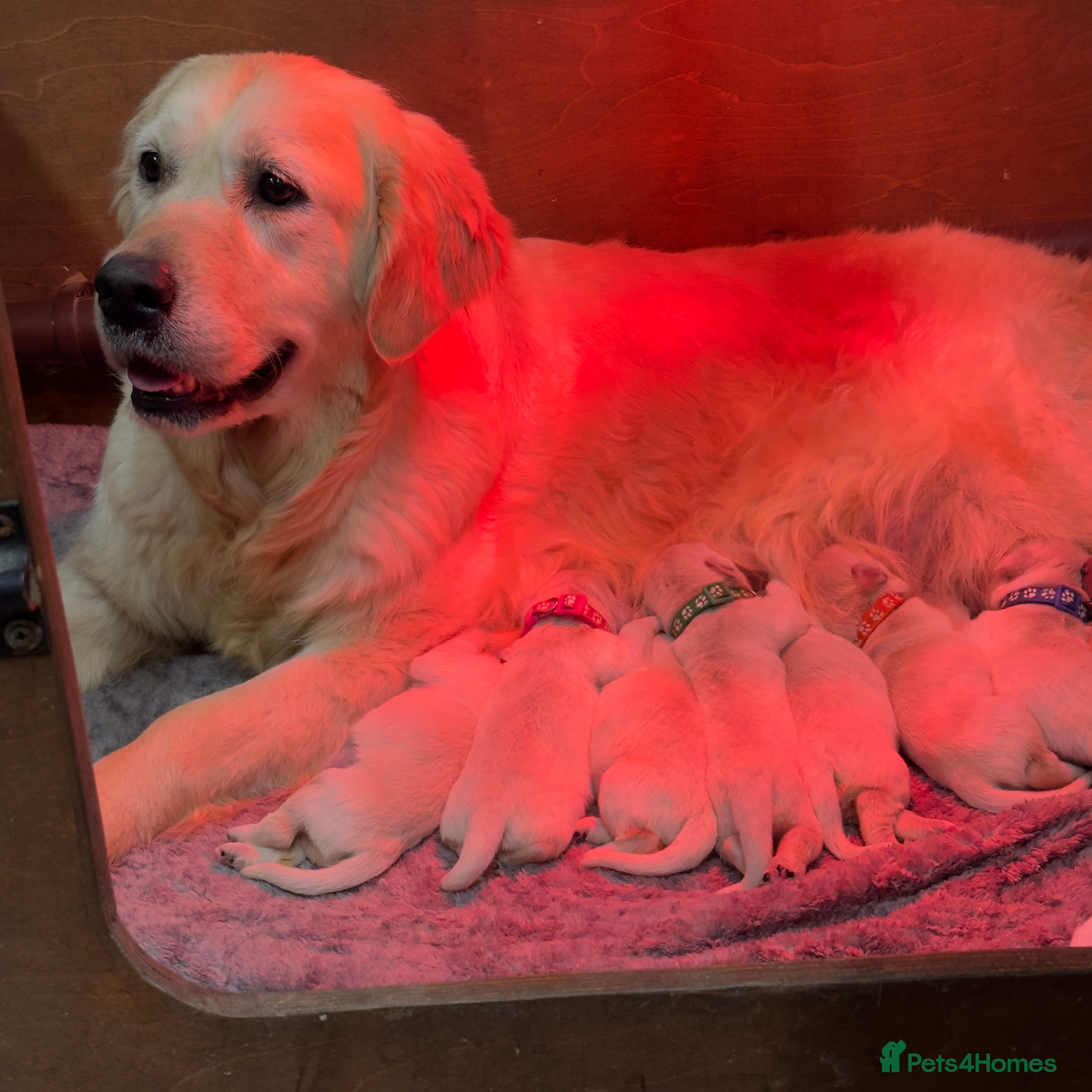 Golden Retriever dogs 35 GEN Champion Bloodline, Mum a Therapy Dog - Advert 1